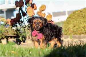 Enzo - Yorkiepoo for sale