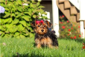 Edna - Yorkiepoo for sale