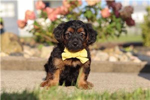 Enzo - puppy for sale