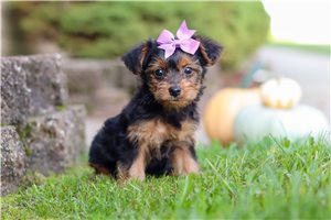 Edna - puppy for sale