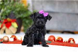 Brynn - Yorkiepoo - Yorkie Poo for sale