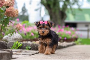 Edna - Yorkiepoo for sale