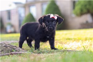 Echo - puppy for sale