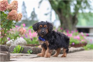 Enzo - Yorkiepoo for sale