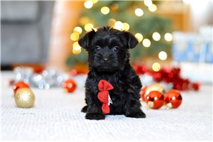 Boom - Yorkiepoo - Yorkie Poo for sale