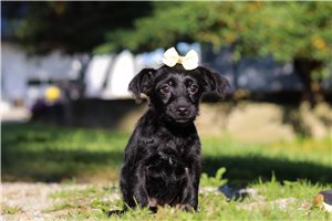 Echo - Yorkiepoo for sale