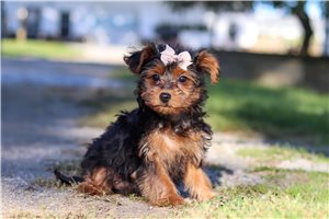Edna - Yorkiepoo for sale