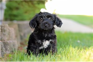 Christine - Yorkiepoo - Yorkie Poo for sale