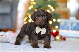 Bordeaux - Yorkiepoo - Yorkie Poo for sale