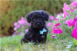 Cyrus - Yorkiepoo - Yorkie Poo for sale