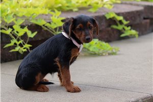 Bloom - Yorkiepoo - Yorkie Poo for sale