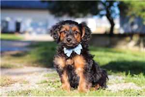 Enzo - Yorkiepoo for sale