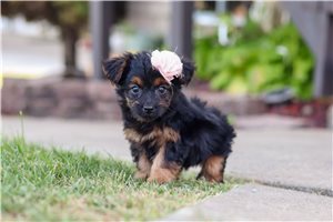 Emerson - Yorkiepoo - Yorkie Poo, placed in Akron / Canton