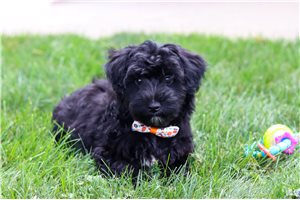 Harley - puppy for sale