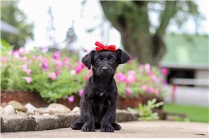 Echo - Yorkiepoo for sale