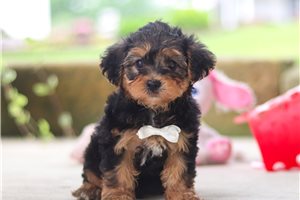 Happy - puppy for sale