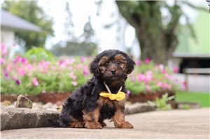 Ericson - Yorkiepoo for sale