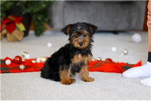 Opal - puppy for sale