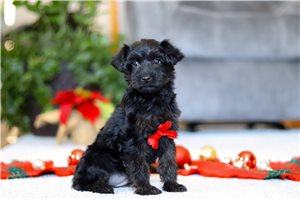 Boone - Yorkiepoo - Yorkie Poo for sale