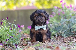 Ericson - puppy for sale