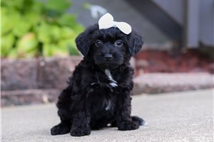 Coral - puppy for sale