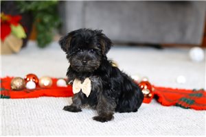 Orion - Yorkiepoo - Yorkie Poo for sale