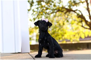 Echo - Yorkiepoo for sale