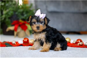 Button - Yorkiepoo - Yorkie Poo for sale