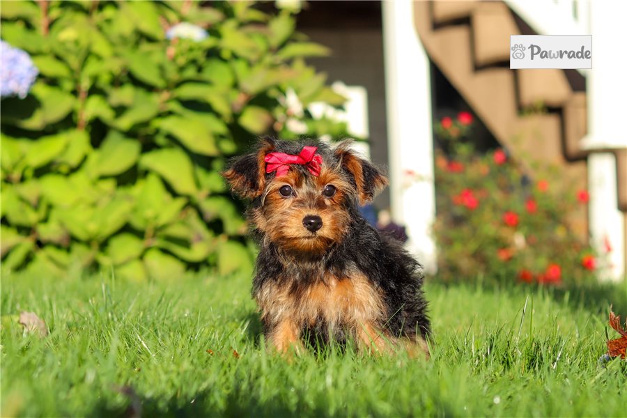 Edna, female Yorkiepoo puppy for sale
