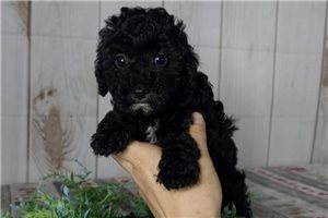 Brynlee - Poodle, Toy for sale