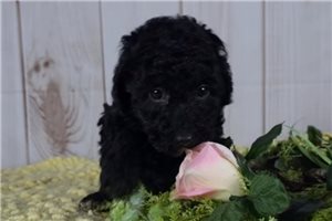 Brianna - Poodle, Toy for sale