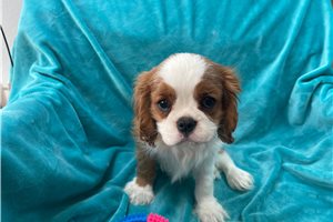 Achilles - Cavalier King Charles Spaniel for sale