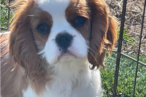Achilles - Cavalier King Charles Spaniel for sale