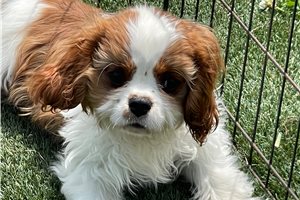 Renegade - puppy for sale
