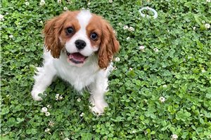 Reese - Cavalier King Charles Spaniel for sale