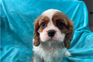 Avery - puppy for sale