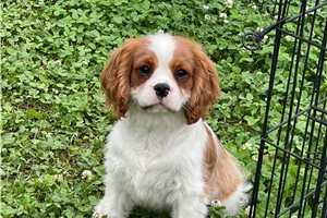 Rudolph - puppy for sale