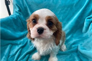 Alfie - Cavalier King Charles Spaniel for sale
