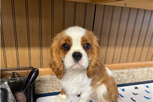 Achilles - puppy for sale