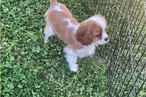 Huey - puppy for sale