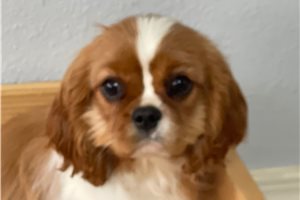 Anna - Cavalier King Charles Spaniel for sale