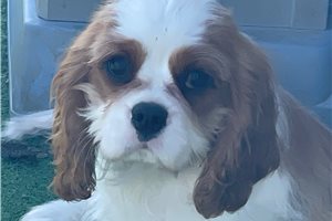 Alfie - Cavalier King Charles Spaniel for sale