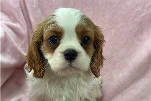 Abigail - puppy for sale