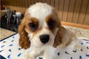 Alfie - puppy for sale