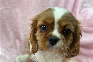 Anna - Cavalier King Charles Spaniel for sale
