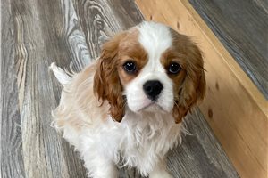 Asher - Cavalier King Charles Spaniel for sale