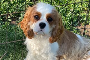 Alfie - Cavalier King Charles Spaniel for sale