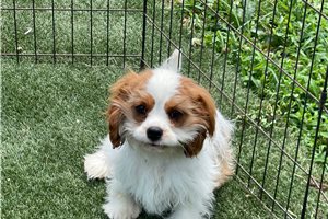 Resso - puppy for sale