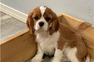 Anthony - Cavalier King Charles Spaniel for sale