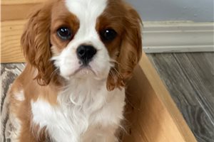 Achilles - Cavalier King Charles Spaniel for sale